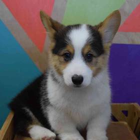 Pembroke Welsh Corgi