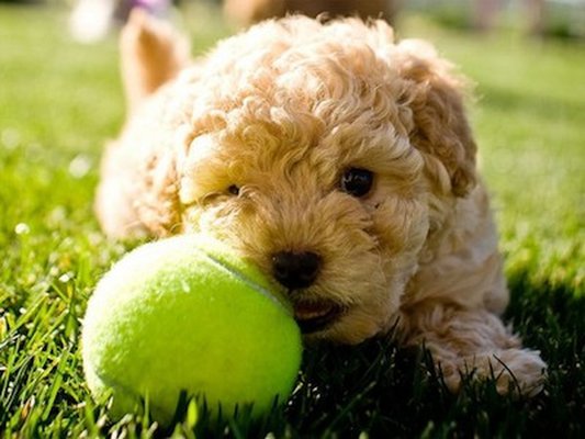 A curly haired puppy playing with a tennis ball.