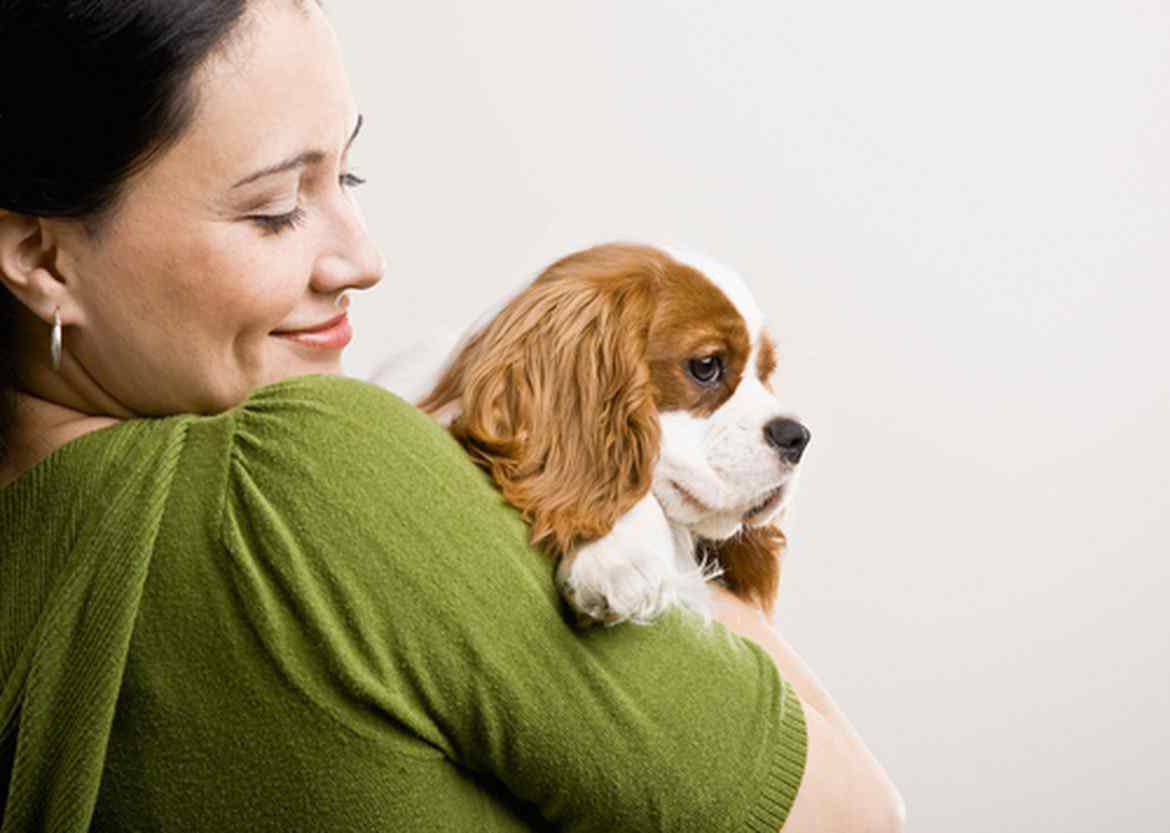 A person holding a cavalier king charles spaniel dog.