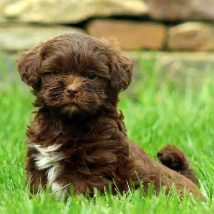 Shipoo image