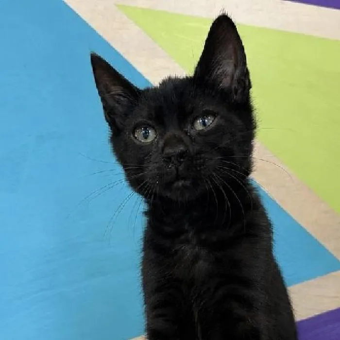 Female Bengal Kitten for Sale in Rogers, AR