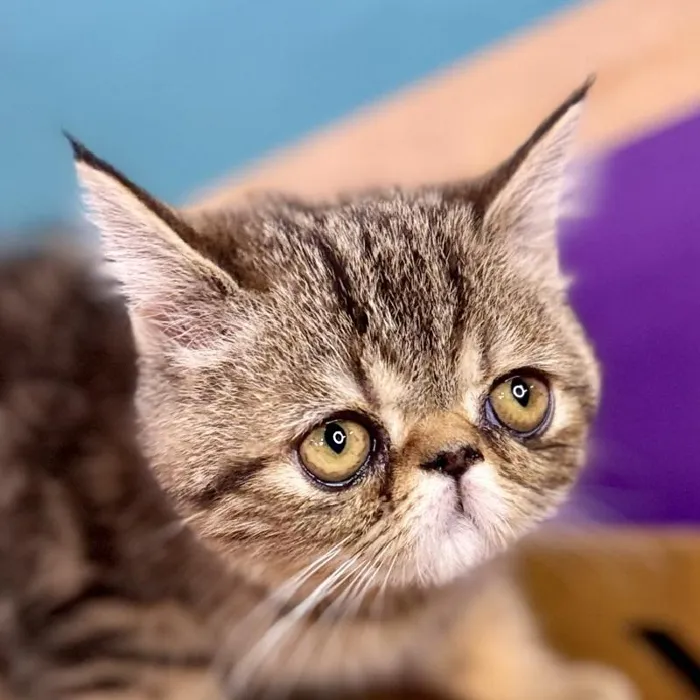Female Exotic Kitten for Sale in Wichita, KS image