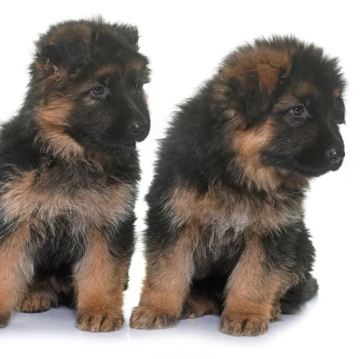 German Shepherd Puppies for Sale image
