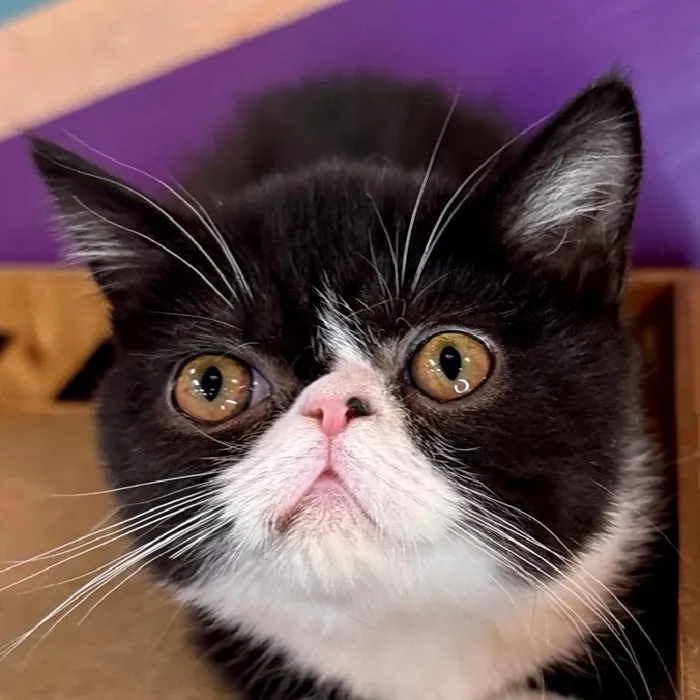 Kitten for sale