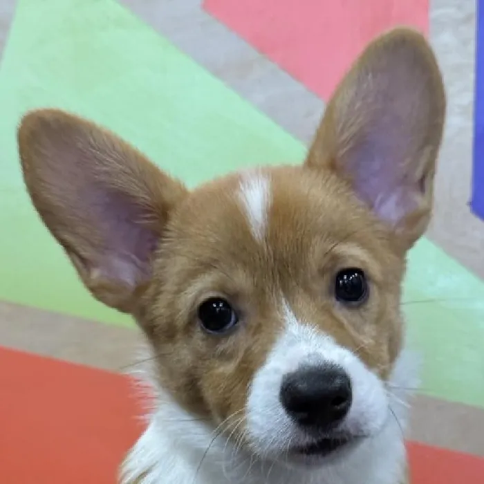 Female Pembroke Welsh Corgi puppy named Joni for sale at Petland Joplin.