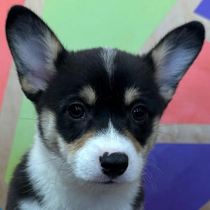 Female Pembroke Welsh Corgi puppy named Nicole for sale at Petland Rogers.