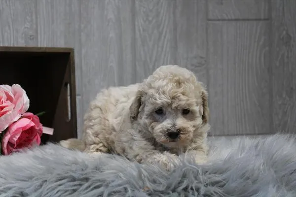 Female Bichonpoo puppy named Beth for sale at Petland Rogers.