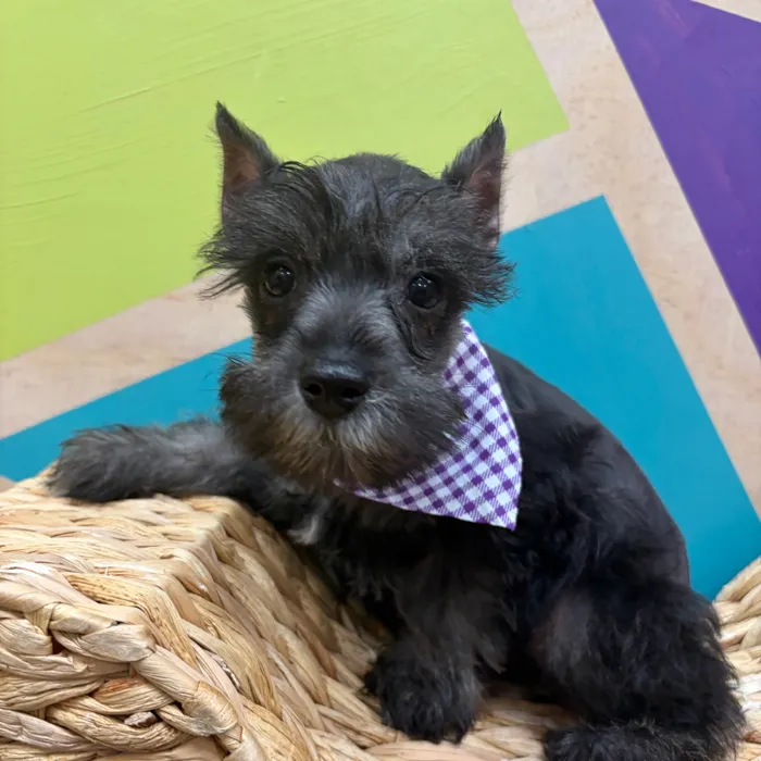 Female Mini Schnauzer puppy named Silvia for sale at Petland Wichita West.
