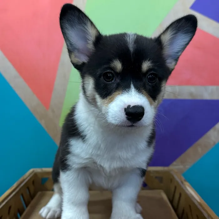 Female Pembroke Welsh Corgi puppy named Nicole for sale at Petland Rogers.