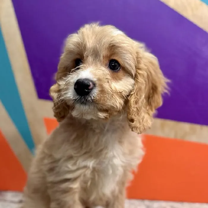Male Cavapoo puppy named Cleveland for sale at Petland Rogers.