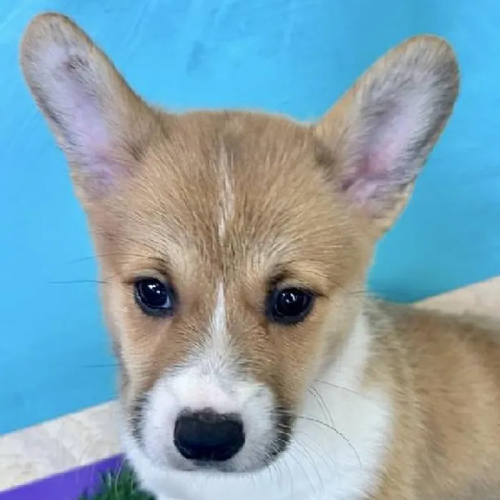 Male Pembroke Welsh Corgi puppy named Connor for sale at Petland Fayetteville.
