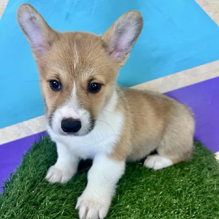 Male Pembroke Welsh Corgi puppy named Connor for sale at Petland Fayetteville.