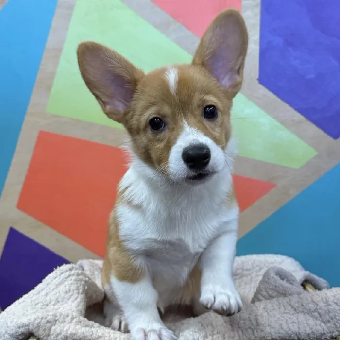 Female Pembroke Welsh Corgi puppy named Joni for sale at Petland Joplin.