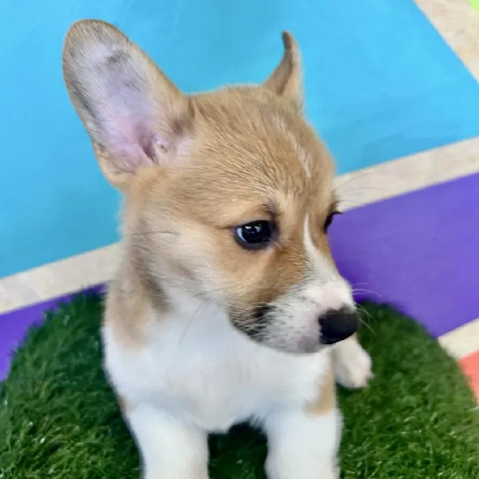 Male Pembroke Welsh Corgi puppy named Connor for sale at Petland Fayetteville.